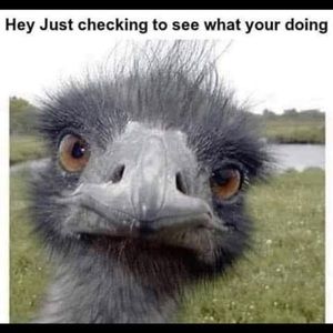 Meet your Posher, Thomas